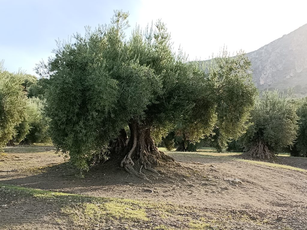 Aceitunas y paisaje