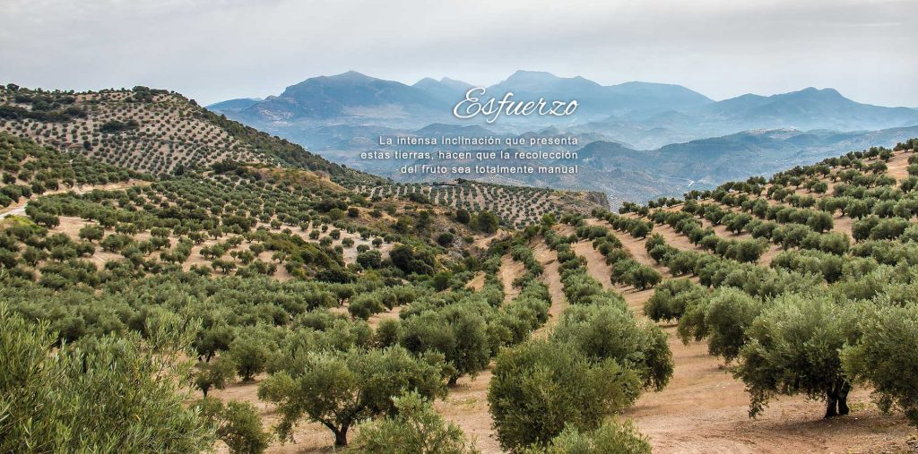Olivos centenarios